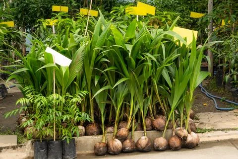 A bunch of coconut trees are lined up on a sidewalk Stock Photos