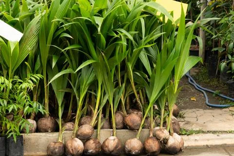 A bunch of coconut trees are lined up on a sidewalk Stock Photos