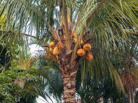 A bunch of coconuts 1 Stock Photos