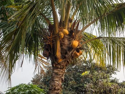 A bunch of coconuts 2 Stock Photos
