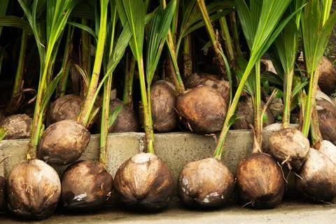 A bunch of coconuts are on the ground Foto stock