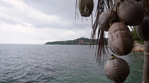 A bunch of coconuts on the background of a tropical beach. Stock Footage 98801952