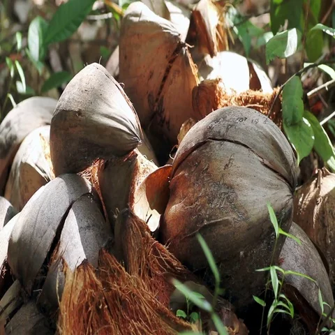 Bunch of coconuts Stock Footage 69488293