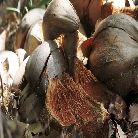 Bunch of coconuts Stock Footage 69488393