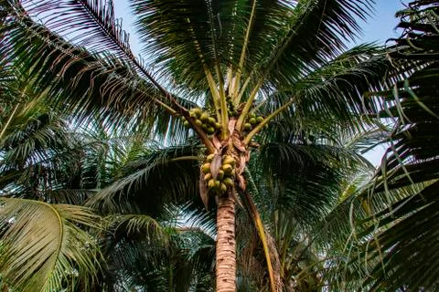 Bunch of coconuts hanging on a palm tree with long palm leaves Foto stock