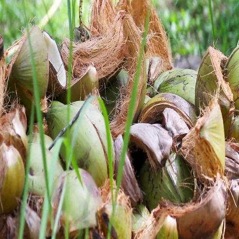 Bunch of coconuts lying on the grass Stock Footage 69488249