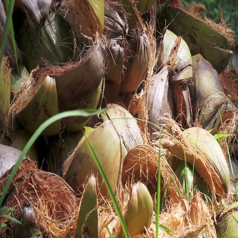 Bunch of coconuts lying on the grass Stock Footage 69488255