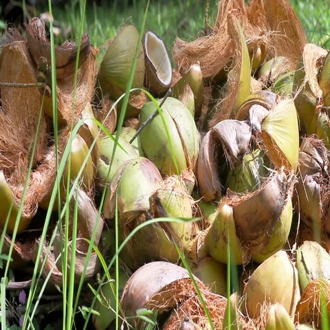 Bunch of coconuts lying on the grass Stock Footage 69488515