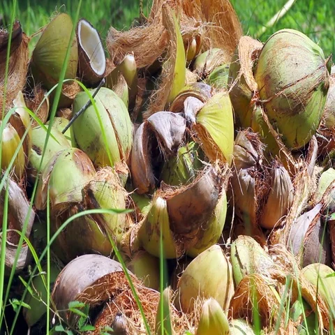 Bunch of coconuts lying on the grass Stock Footage 69488844