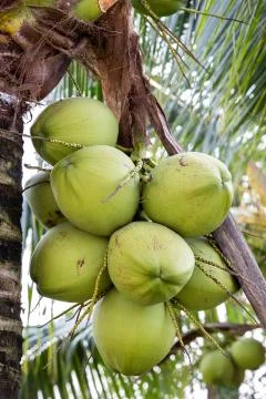 Bunch of coconuts Stock Photos