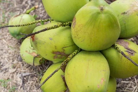 Bunch of coconuts Stock Photos