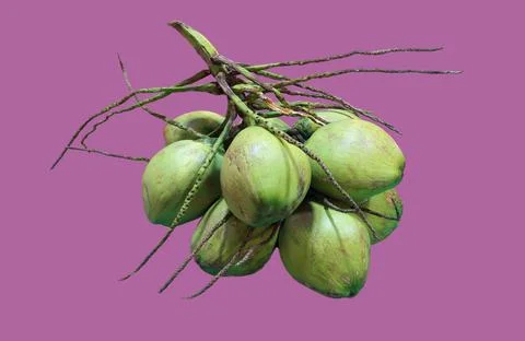 Bunch of coconuts  Stock Photos
