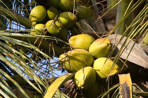 Bunch of Coconuts on Tree Top Stock Photos
