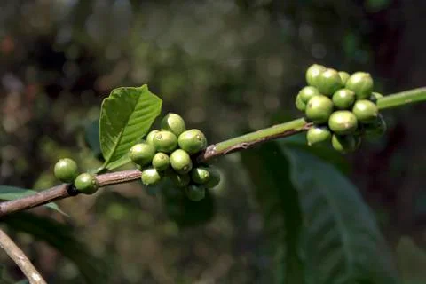 Bunch of Coffee Beans Stock Photos