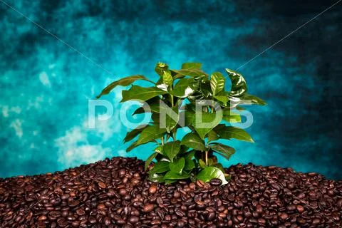Bunch Of Coffee Beans On The Rust Background With Coffee Plant.