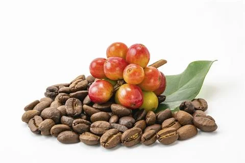Bunch of coffee fruit with leaf and a pile of coffee beans on white background Stock-Fotos