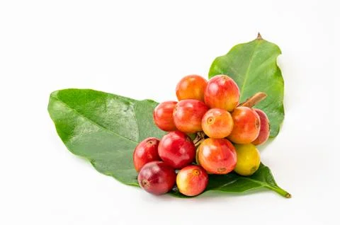 Bunch of coffee fruit with leaf isolated on white background with clipping path. Foto stock