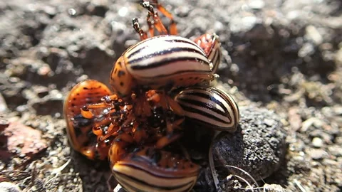 Bunch of colorado beetles Stock Footage 99823630