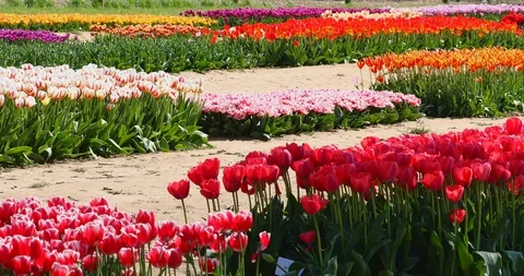 Bunch Of Colorful Tulips Stock Footage 89569858