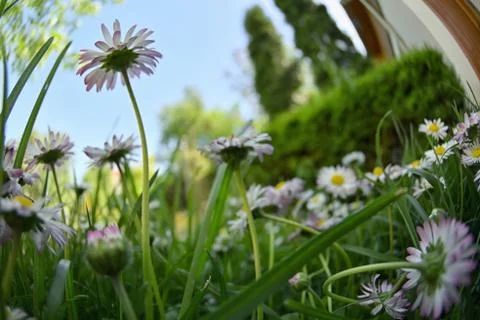 Bunch Of Common Daisy Flowers Stock Photos