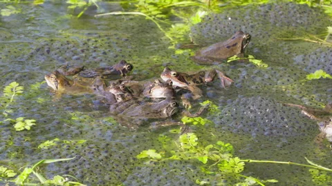 Bunch of common frogs, busy to get their spawn in the pond Stock Footage 268998879