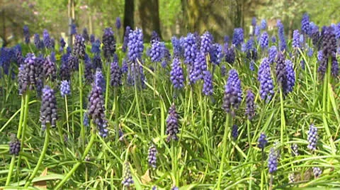 Bunch of Common grape hyacinth - low angle Stock-Footage 23131629