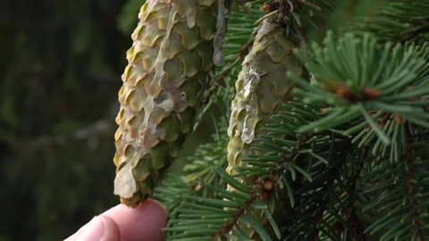 Bunch of cones with drops of resin hanging on branch of pine tree Stock Footage 144889651