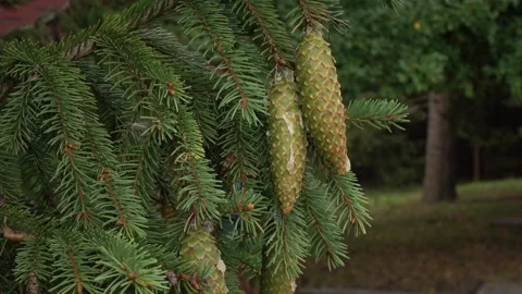Bunch of cones with drops of resin hanging on branch of pine tree Stock Footage 144889664