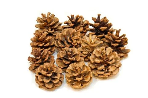 Bunch of Cones Stock Photos