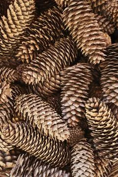 Bunch cones Foto stock