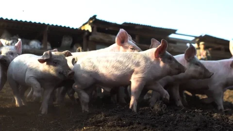 Bunch of confused little pigs Stock Footage 122260180