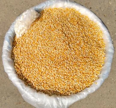 Bunch of corn grains Stock Photos