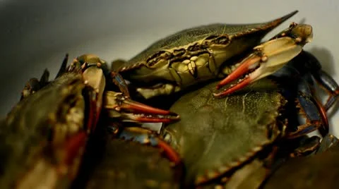 Bunch of Crabs in a Bucket Stock Footage 10709252