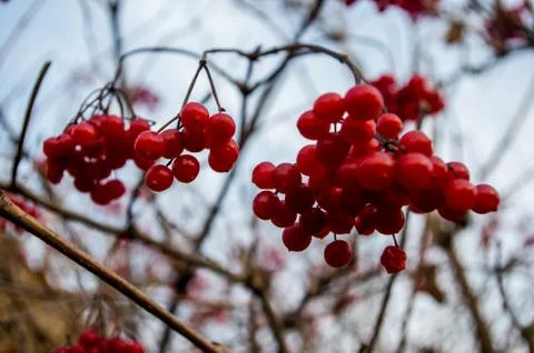 Bunch of cranberries Stock Photos