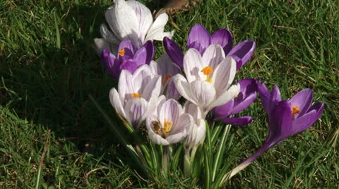 Bunch of crocuses in lawn - close up Stock Footage 25590728