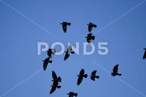 A bunch of crows flying Stock Photos