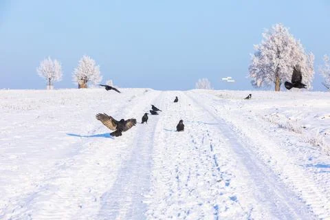 Bunch of crows in winter landscape Stock Photos