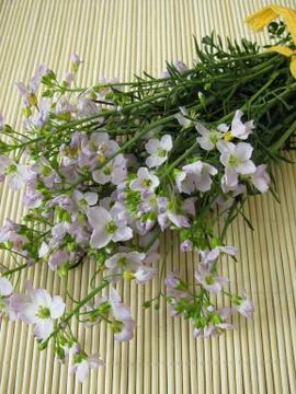 Bunch of cuckoo flower Stock Photos