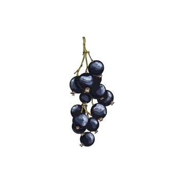 Bunch of currant without leaves hand drawn sketch vector illustration isolated. Illustrazione stock