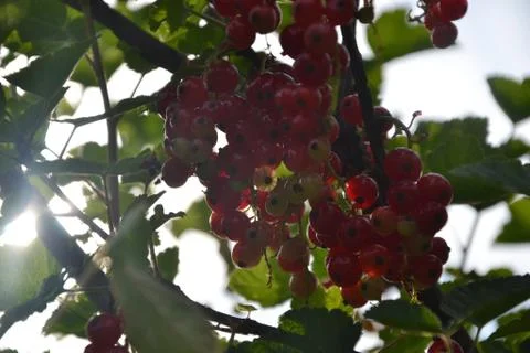 Bunch of currants Stock Photos