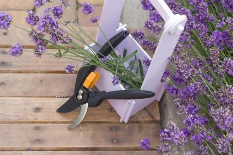 Bunch of cut lavender and pruning shears against a backdrop of flowering 写真素材