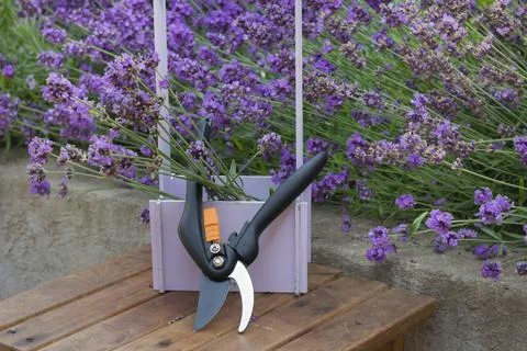 Bunch of cut lavender and pruning shears against a backdrop of flowering 库存照片