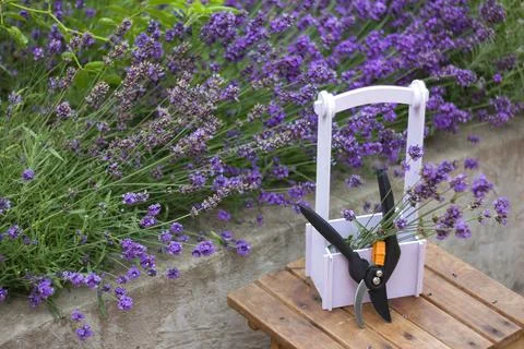 Bunch of cut lavender and pruning shears against a backdrop of flowering Foto stock