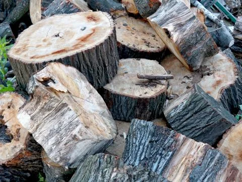 Bunch of cut trees for heating Stock Photos