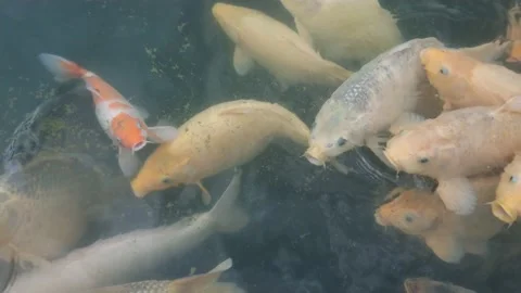A bunch of cute Goldfish Stock Footage 201143087