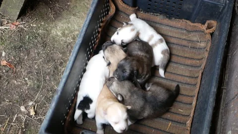 Bunch of cute puppies that move quickly and wag their tails. Little puppies Stock Footage 165723193