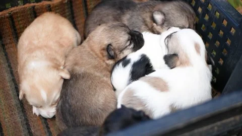 Bunch of cute puppies that move quickly and wag their tails. Little puppies Stock Footage 165723580