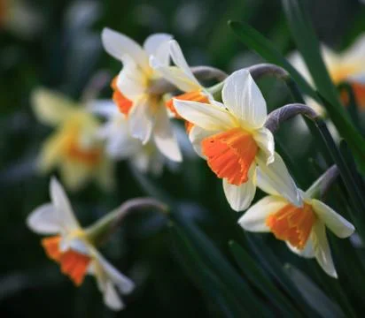 A bunch of daffodil Stock Photos