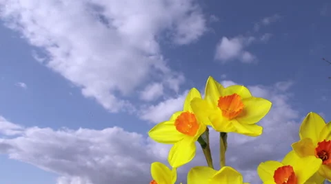 Bunch of Daffodils composited over sky with copy space Stockbeeldmateriaal 48621892