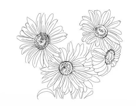 A bunch of daisies Stock Illustration